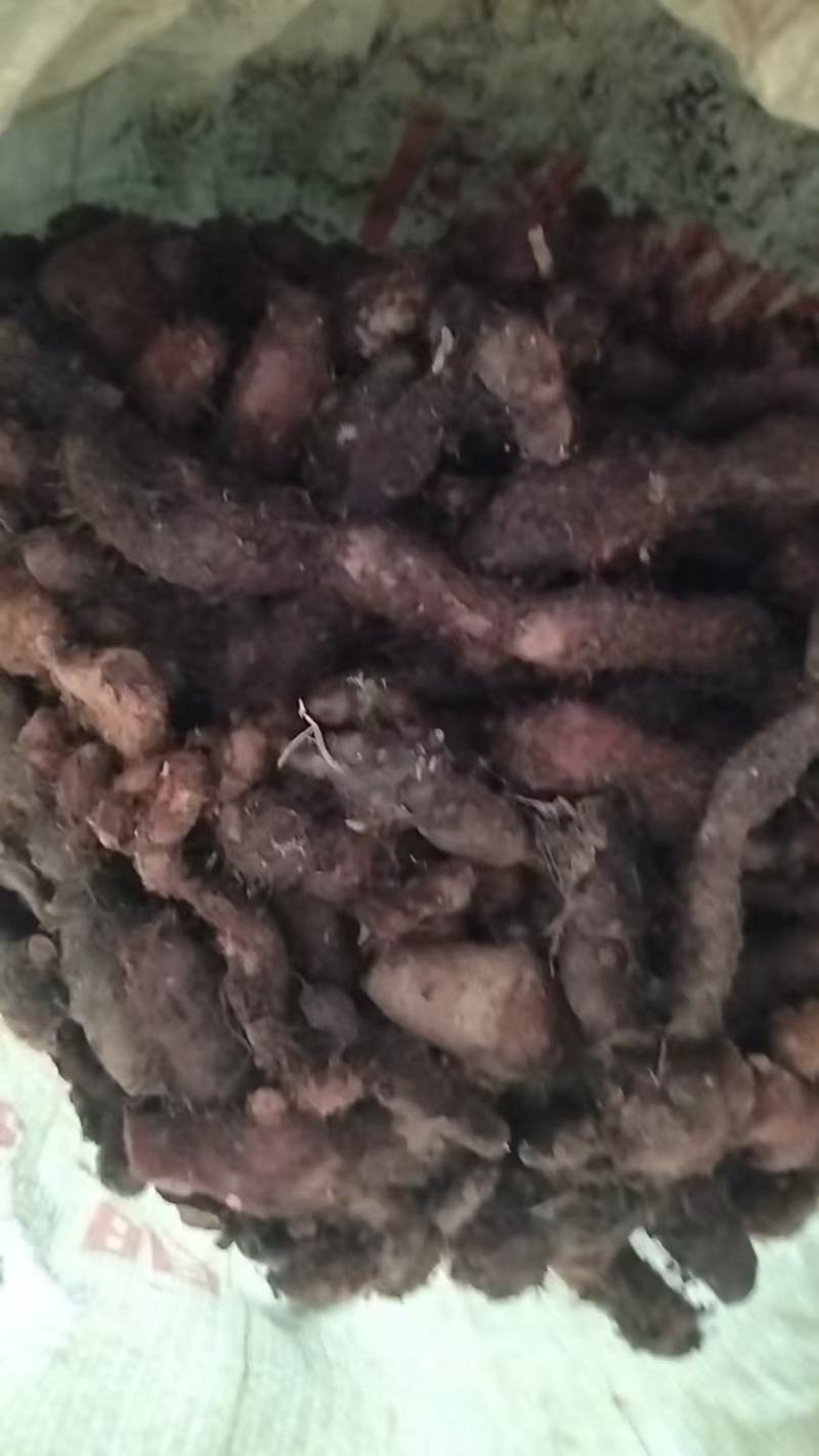 野生精品骨碎补好货生货精品大山原生态去毛精选骨碎补