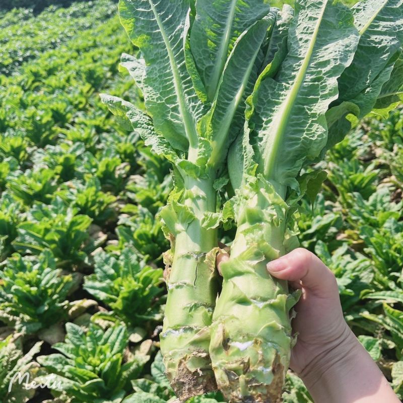 精品青皮莴笋大量供应对接各大市场商超电商加工厂品质保