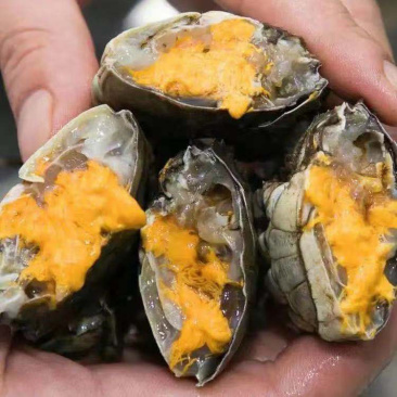 螃蟹🦀