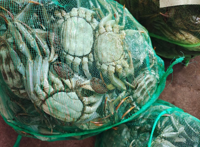 螃蟹🦀