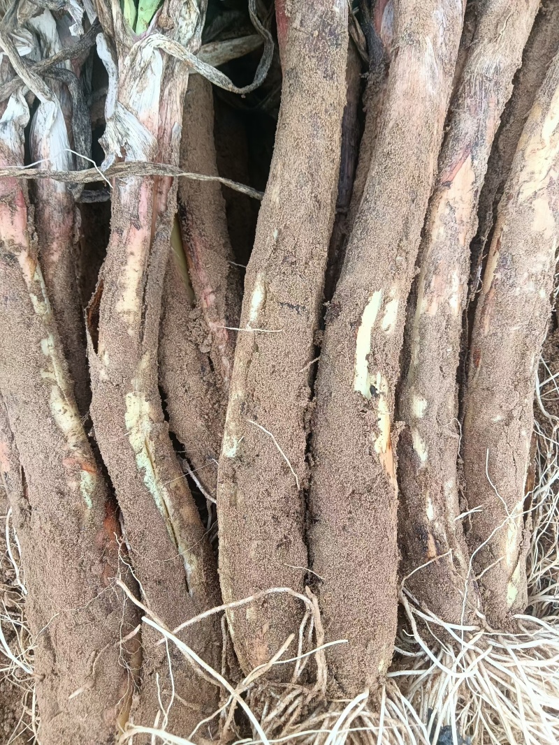 陕北内蒙交界处红葱旱地红葱山地红葱欢迎咨询