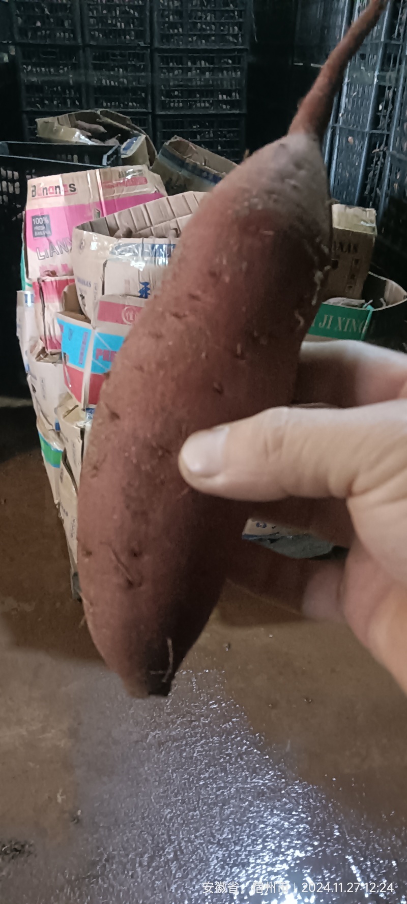 西瓜红