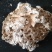 龙涎香