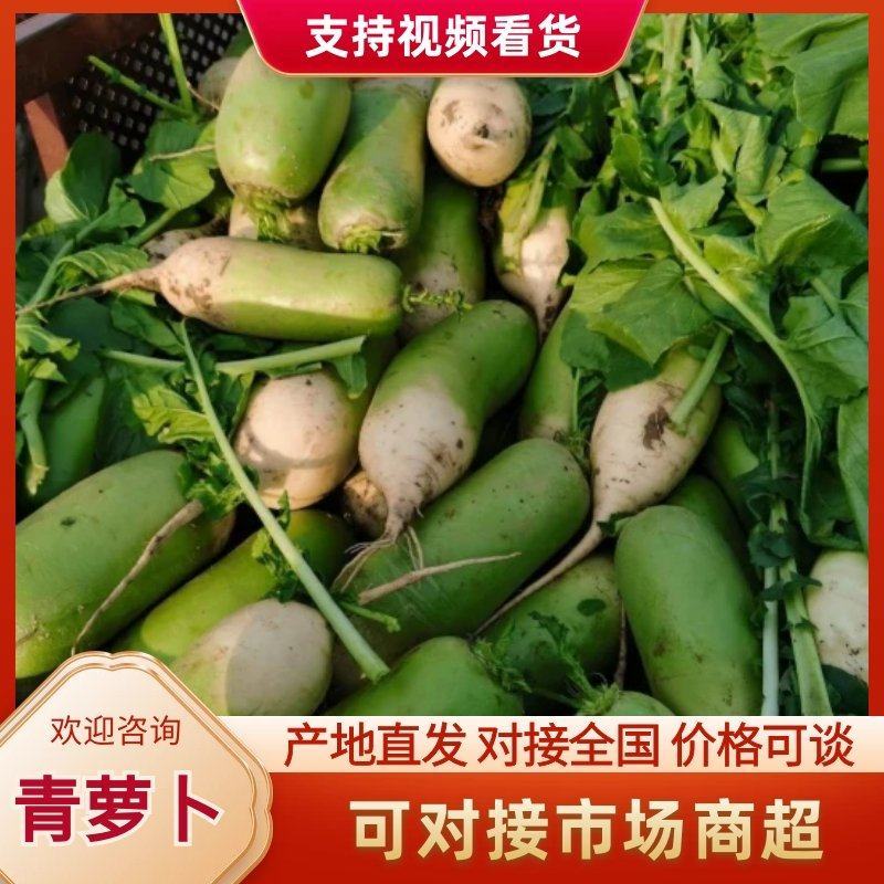 河南青头萝卜，保质保量，视频看货，线上保障交易