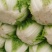 河南白菜秋绿60白菜，视频看货，线上保障交易。