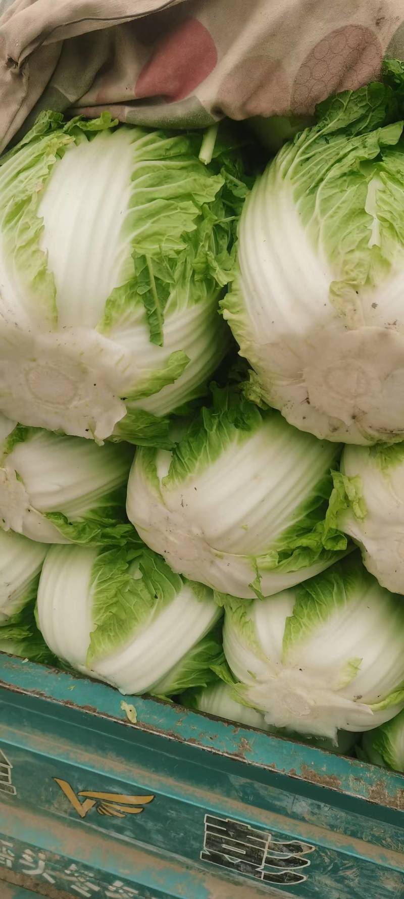 河南白菜秋绿60白菜，视频看货，线上保障交易。