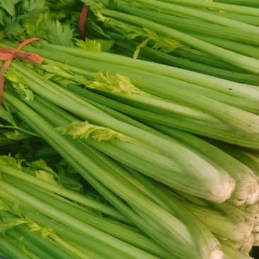 河南芹菜，精品暖棚西芹，色泽艳，视频看货，线上保障交易。