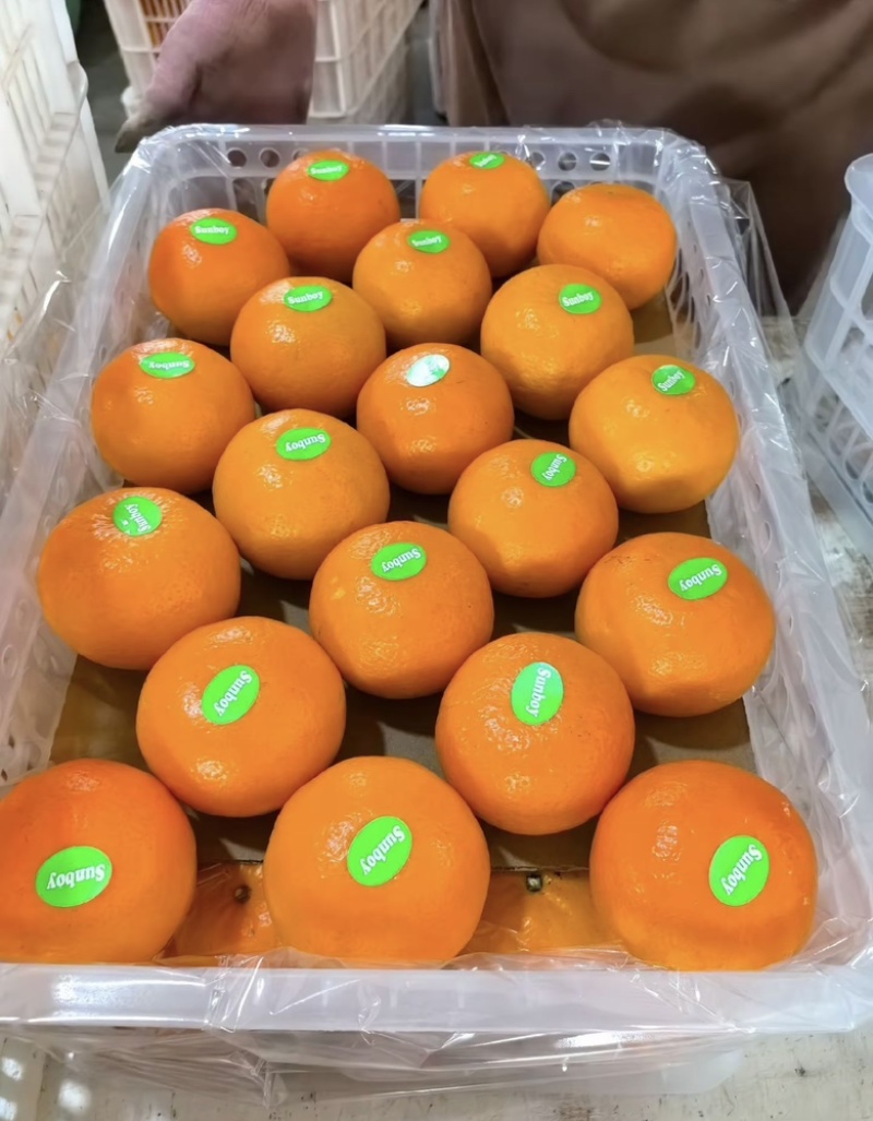 桂林恭城沃柑🍊大量供应中细皮叶面好价低货优