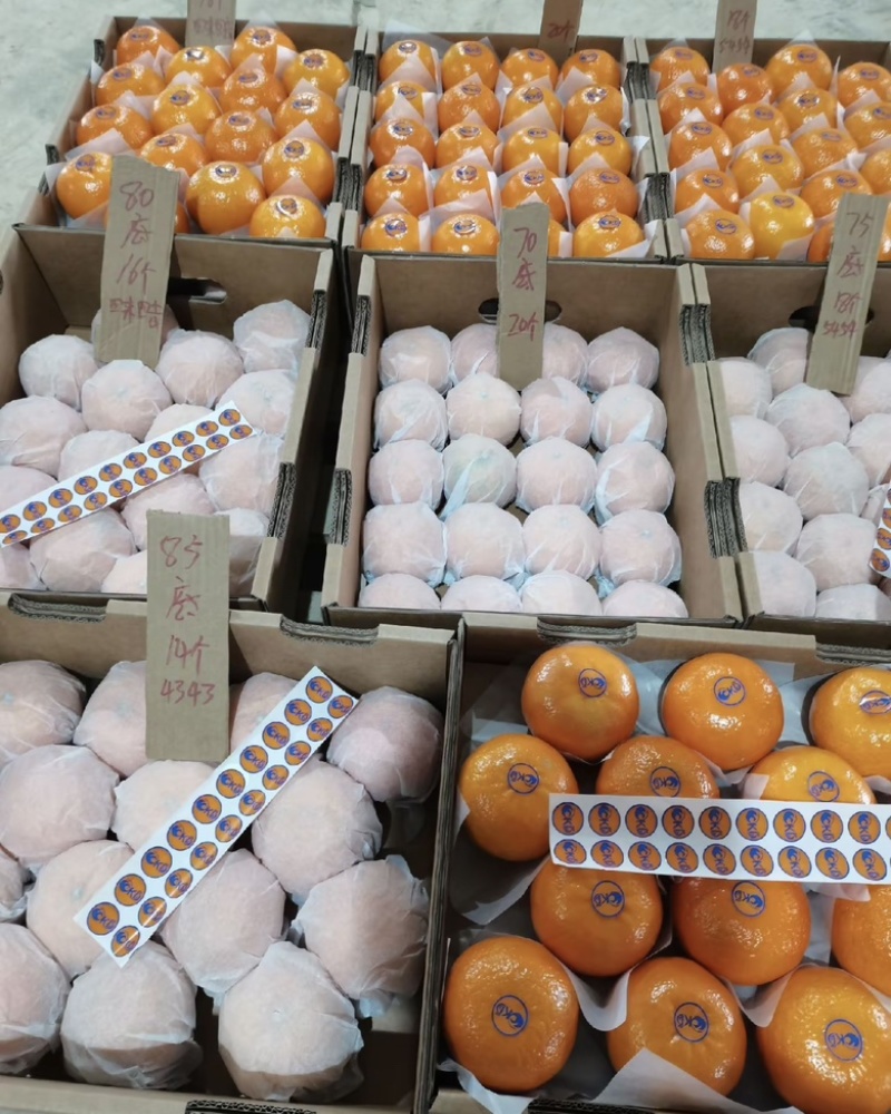 桂林恭城沃柑🍊大量供应中细皮叶面好价低货优