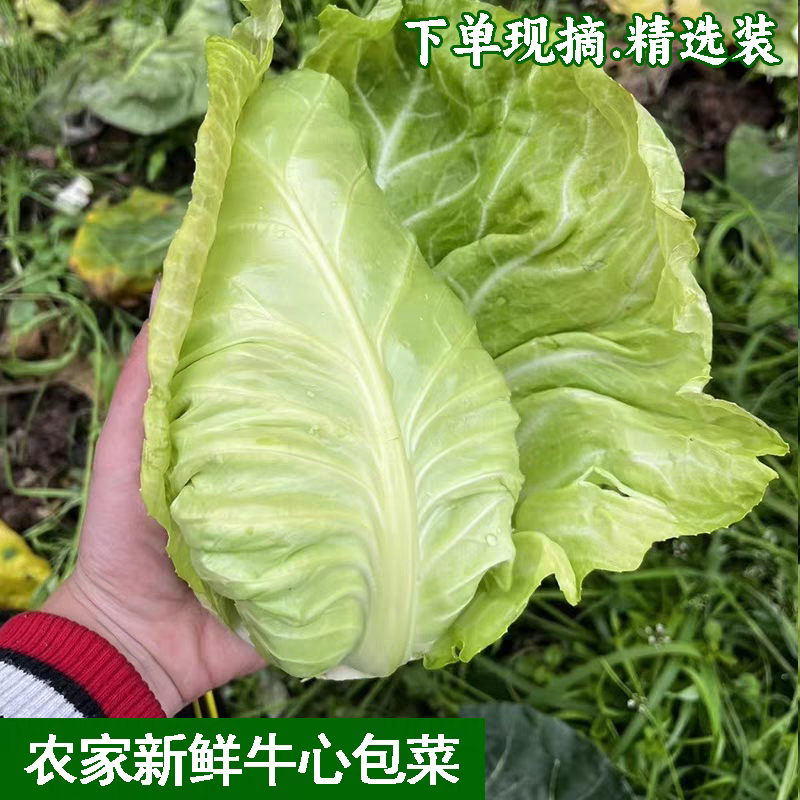 鸡心甘蓝产地看货论价保质保量量大从优支持打款发货