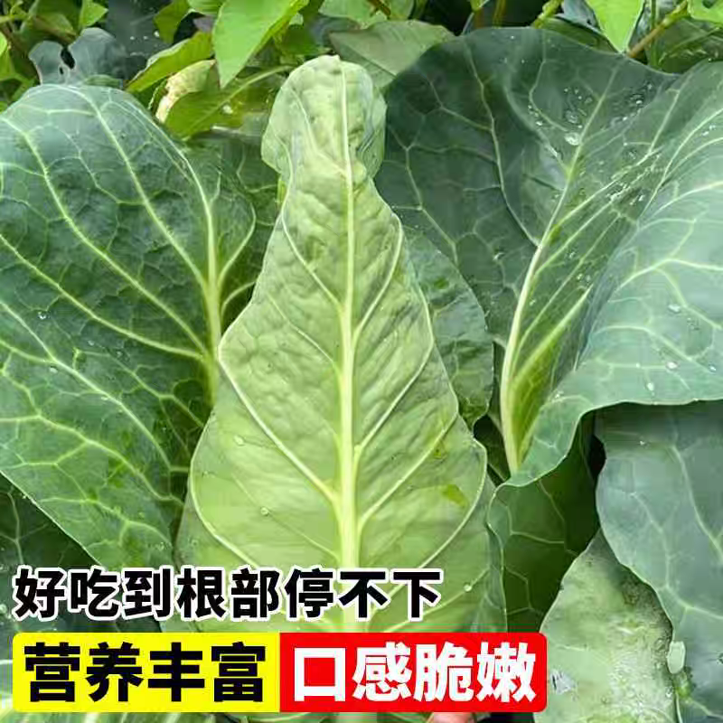 鸡心甘蓝产地看货论价保质保量量大从优支持打款发货
