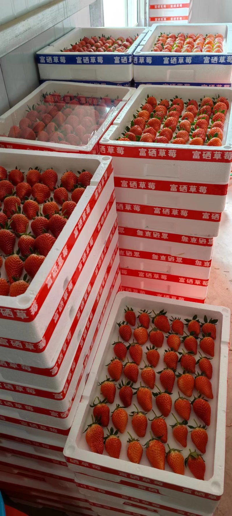 平度草莓