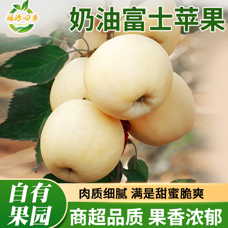 一件代发烟台黄金奶油富士产地直发整车批发