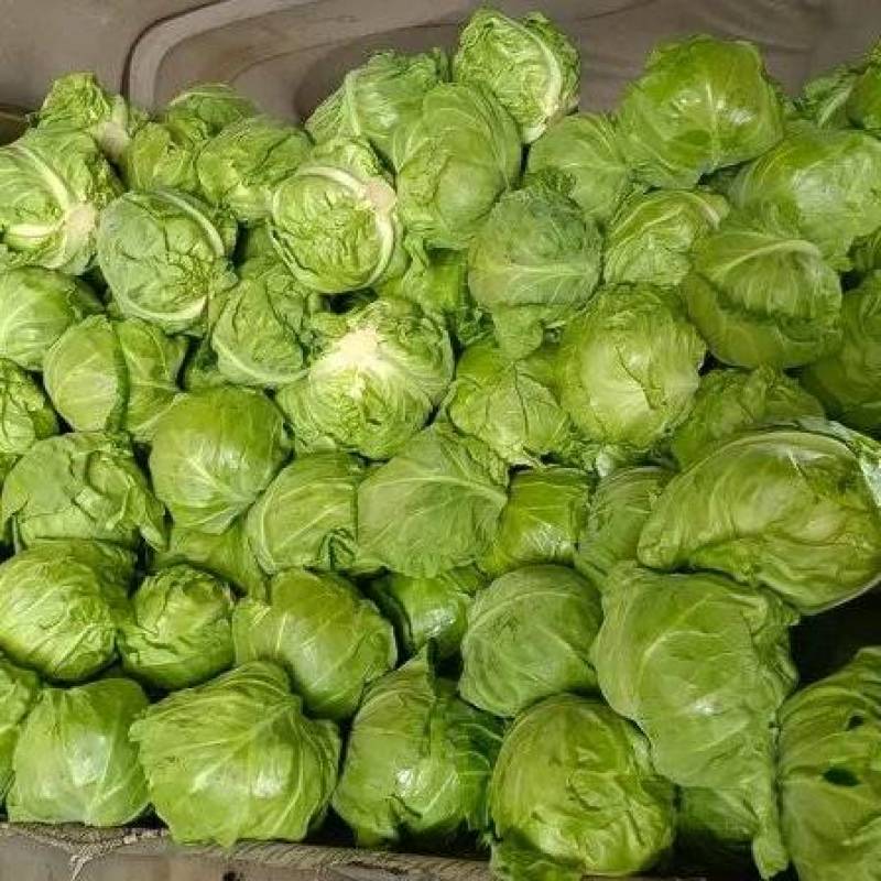 精品甘蓝包菜对接商超安需包装量大从优