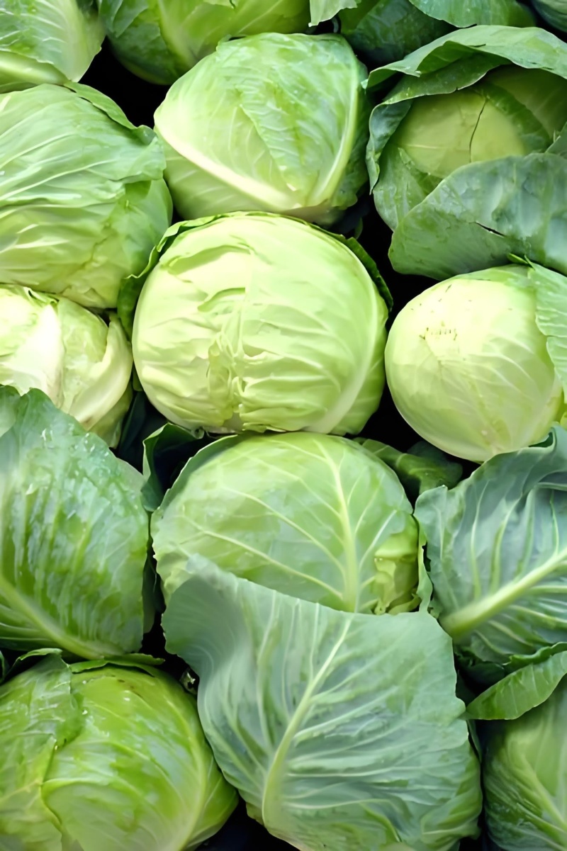 精品甘蓝包菜对接商超安需包装量大从优