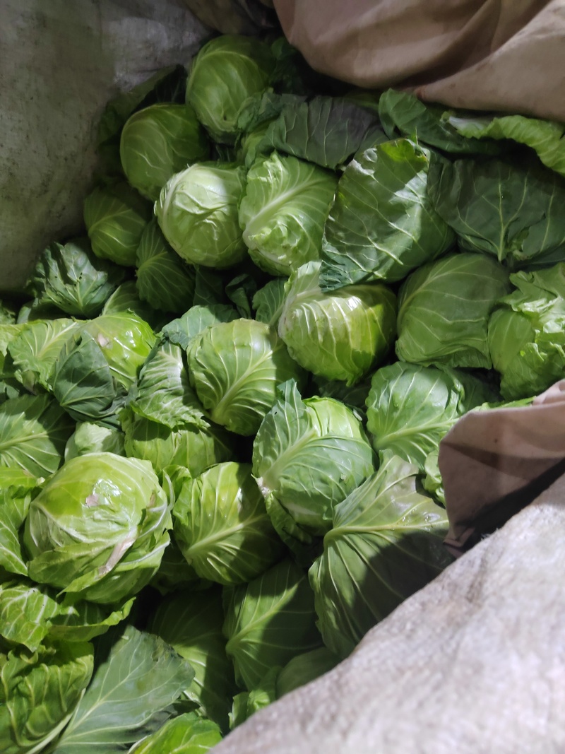 精品甘蓝包菜对接商超安需包装量大从优