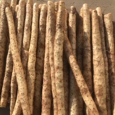 河北小白嘴山药淮山药网袋山药淮山药麻山药双棒山药现货供应