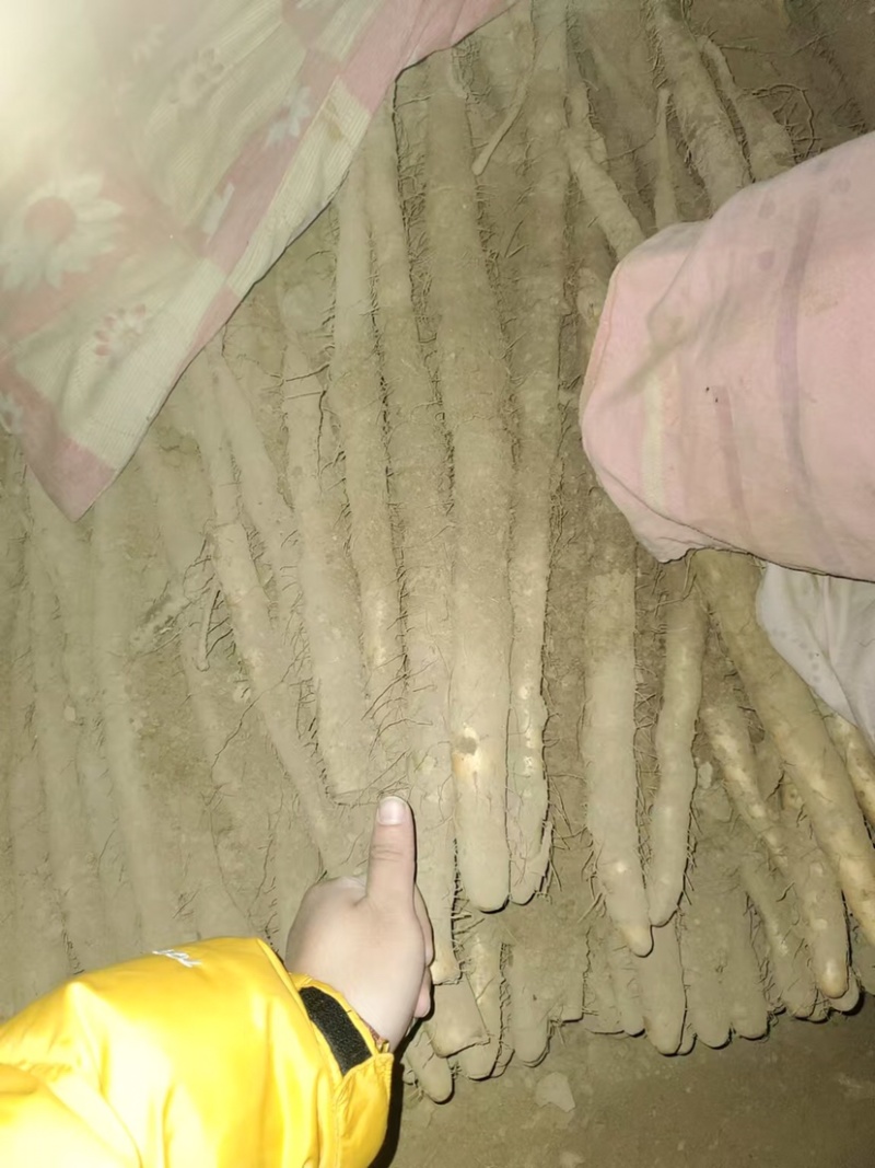 河北小白嘴山药淮山药网袋山药淮山药麻山药双棒山药现货供应