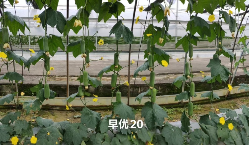 春润早优美味丝瓜种籽高产早熟短棒肉丝瓜种子香丝瓜水瓜种子