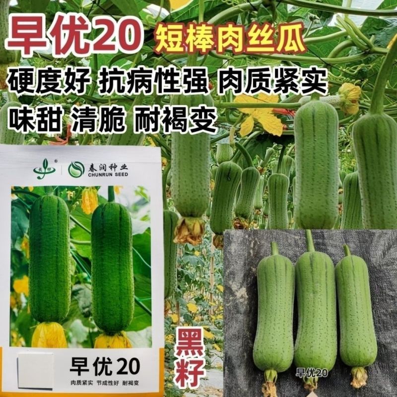 春润早优美味丝瓜种籽高产早熟短棒肉丝瓜种子香丝瓜水瓜种子