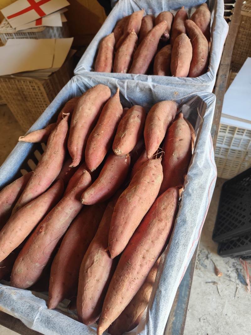 河北红薯精品西瓜红红薯大量上市量大从优随行就市