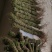 长扎鸡骨草