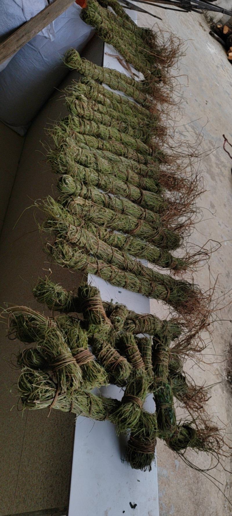 长扎鸡骨草