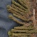 长扎鸡骨草