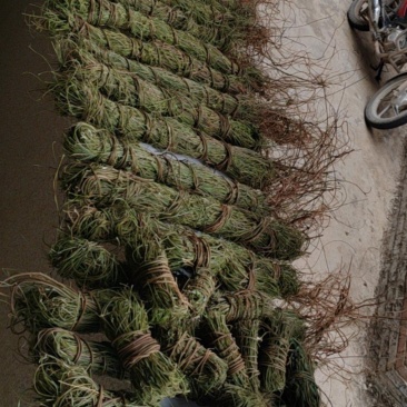 长扎鸡骨草
