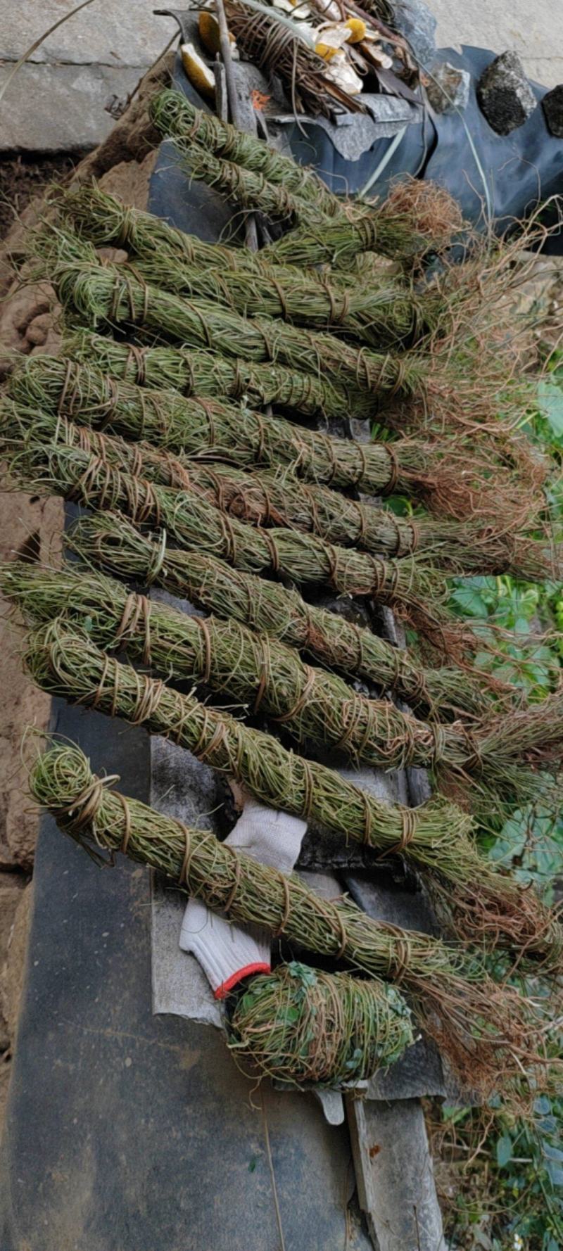 长扎鸡骨草