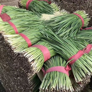 唐山乐亭韭菜大量上市