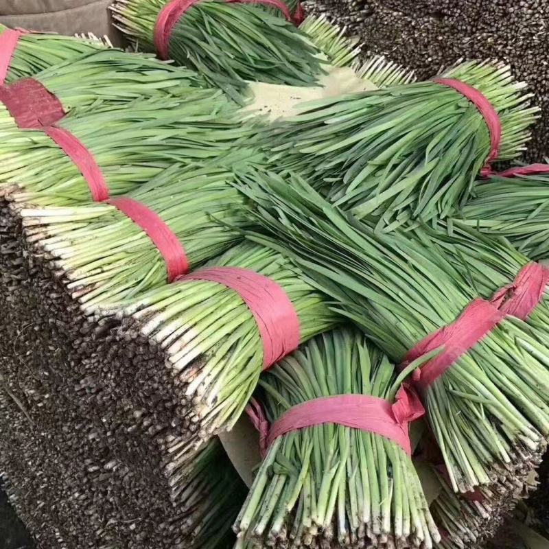 唐山乐亭韭菜大量上市