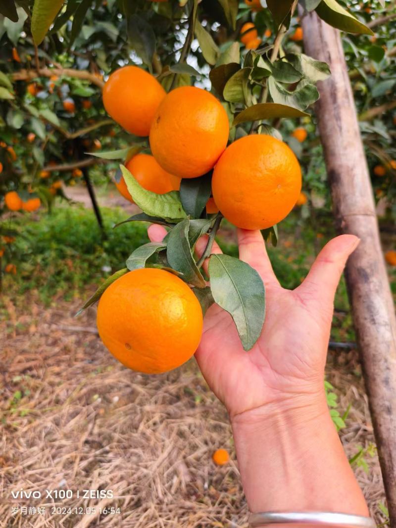 广西上林县优质沃柑