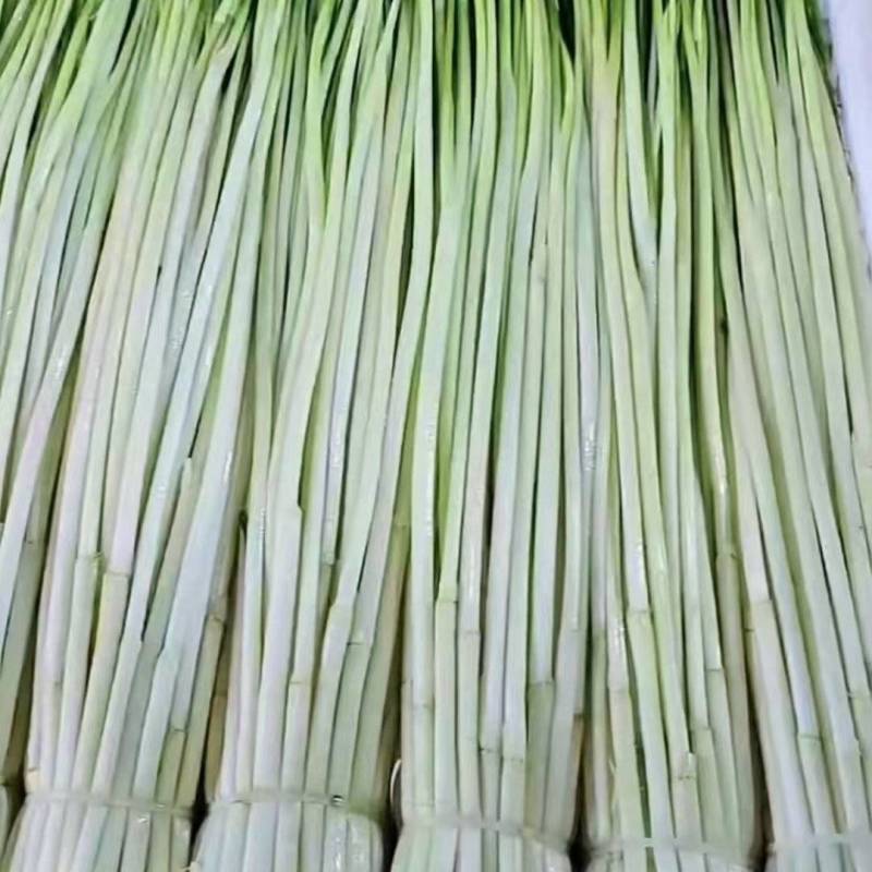 精品水芹新鲜上市货源充足大量批发价格实惠