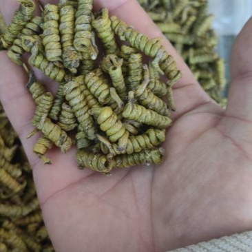 霍山石斛，产地直销