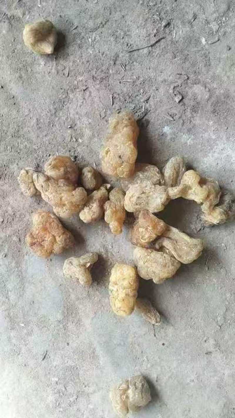 脱皮菊芋