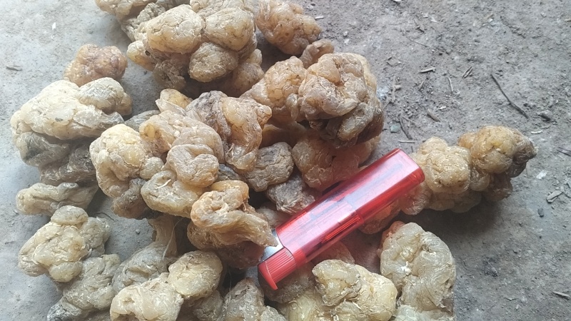 脱皮菊芋