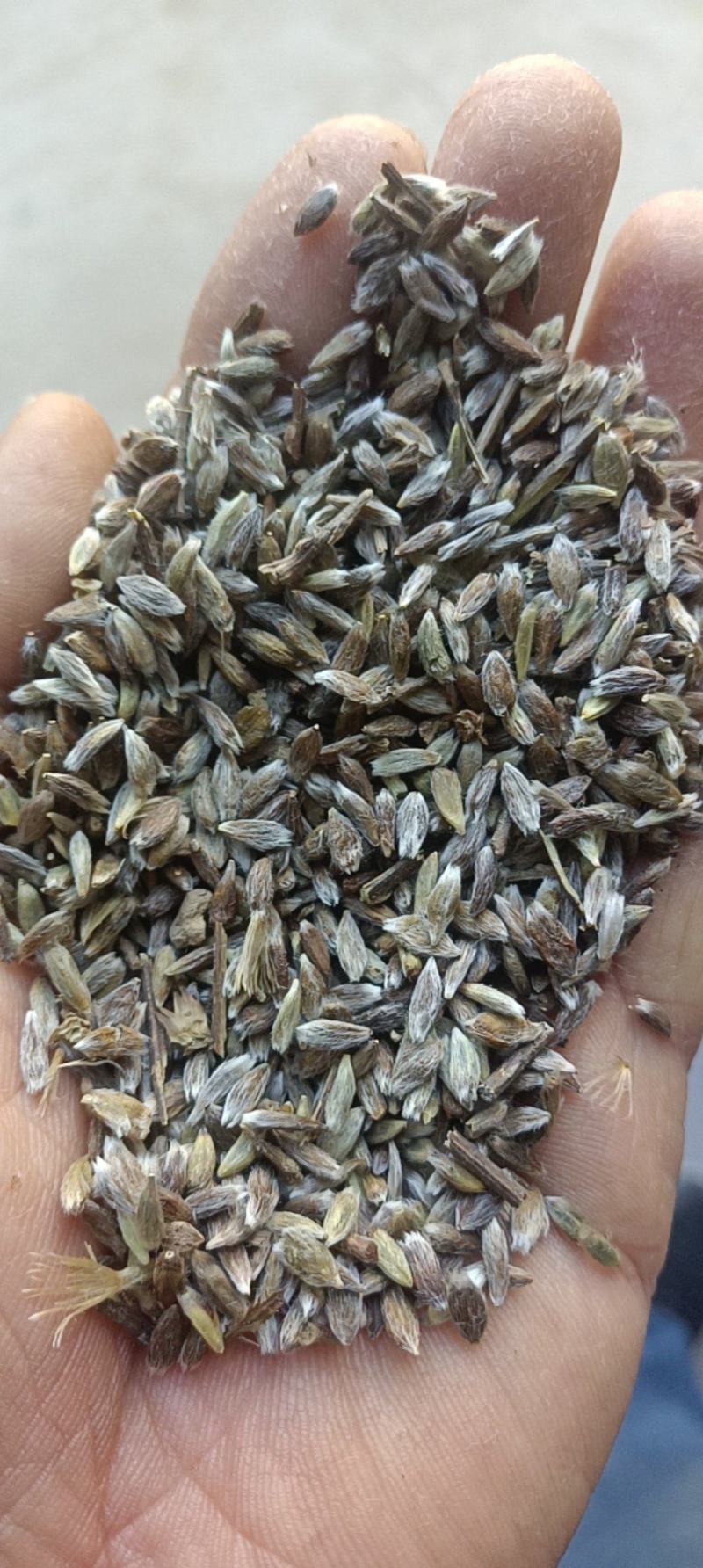 苍术种子朱砂点苍术种子毛苍术种子，5斤包邮，