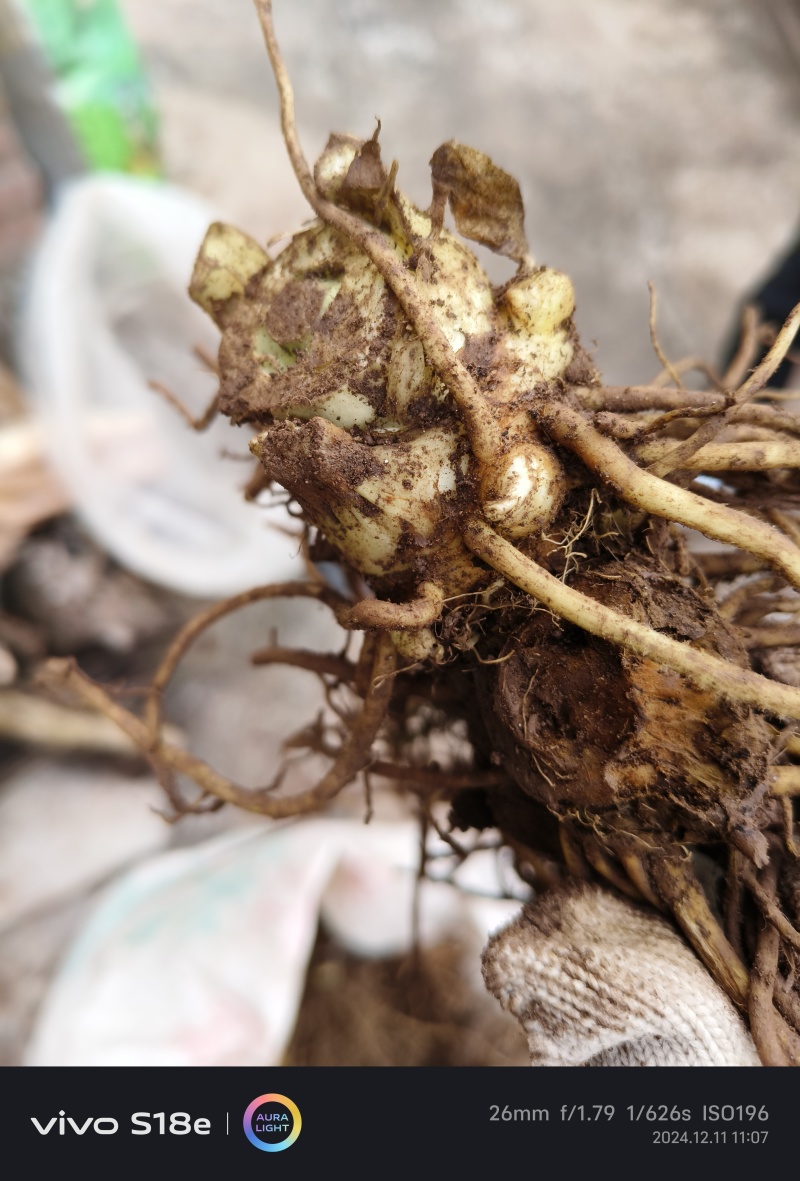 八角莲鲜货各种规格都有，客户可上门实地考察，提贡种植技术
