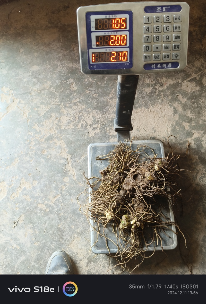 八角莲鲜货各种规格都有，客户可上门实地考察，提贡种植技术
