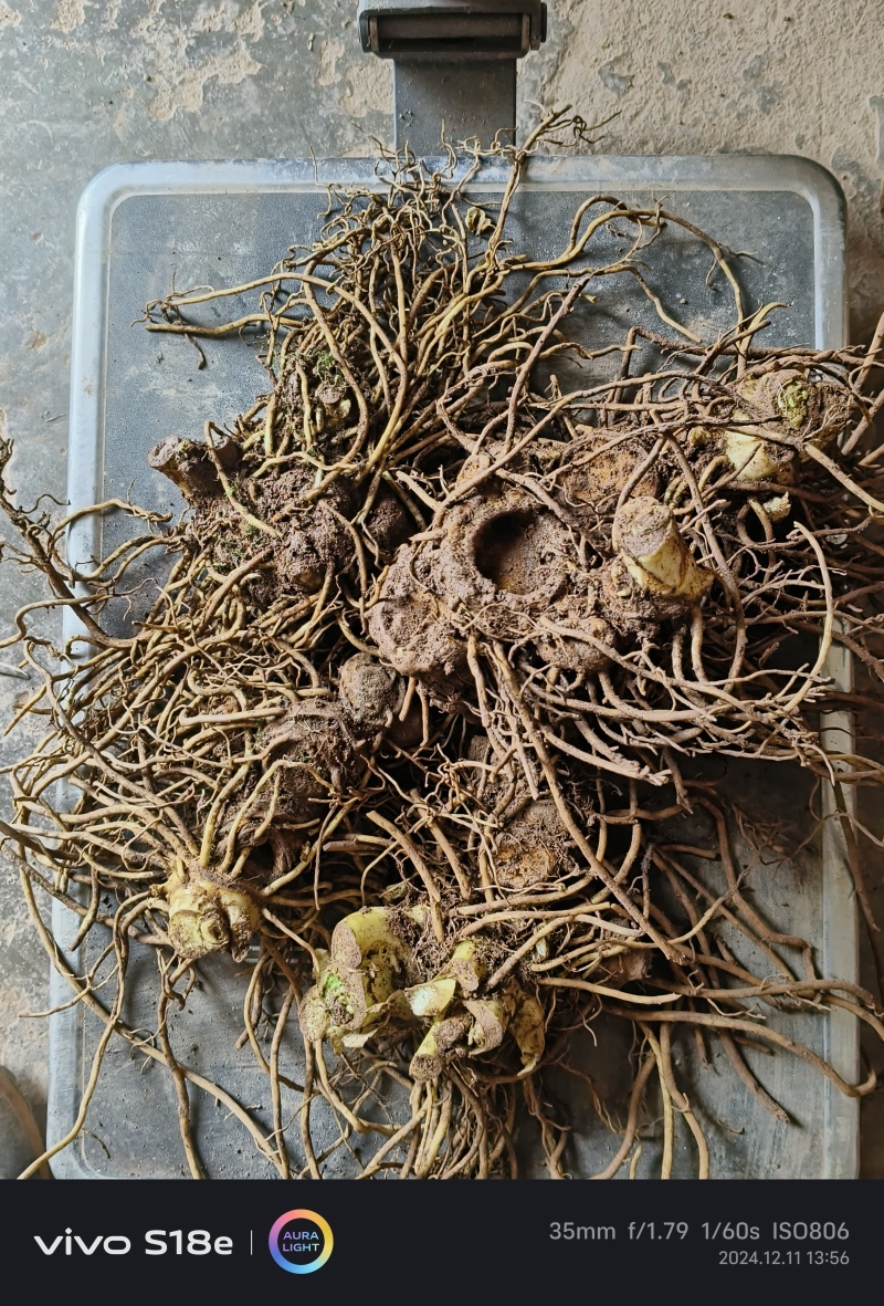 八角莲鲜货各种规格都有，客户可上门实地考察，提贡种植技术