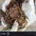 八角莲鲜货各种规格都有，客户可上门实地考察，提贡种植技术