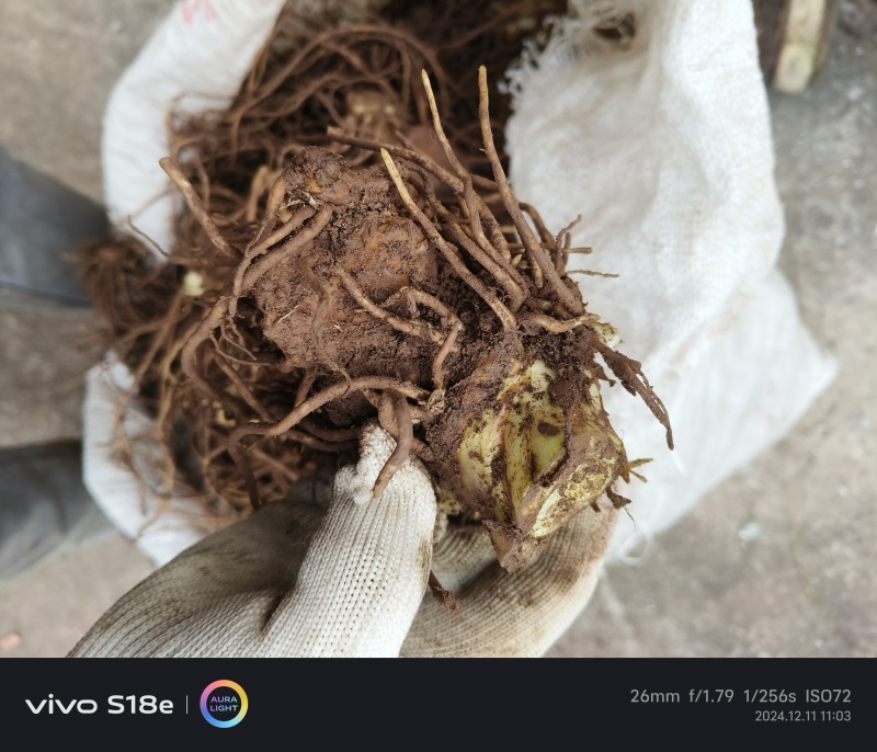 八角莲鲜货各种规格都有，客户可上门实地考察，提贡种植技术