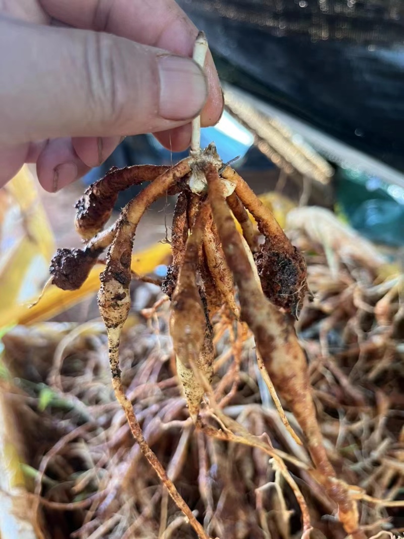 百部种苗