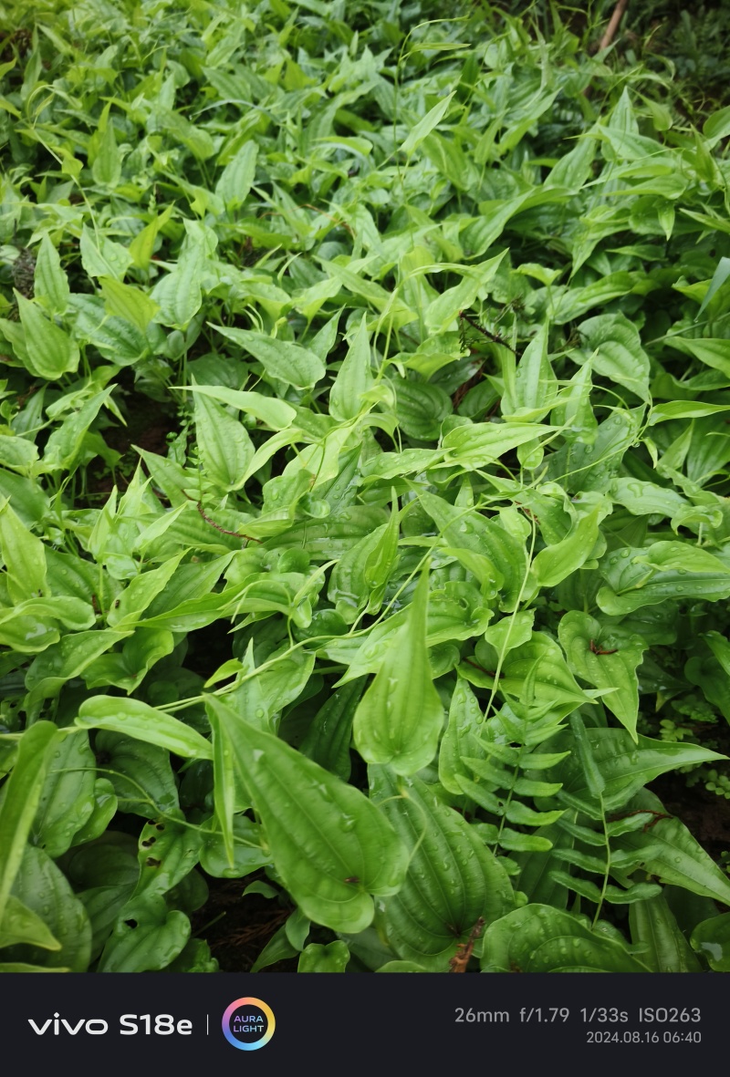 百部种苗