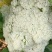 莱西有机菜花大量上市中