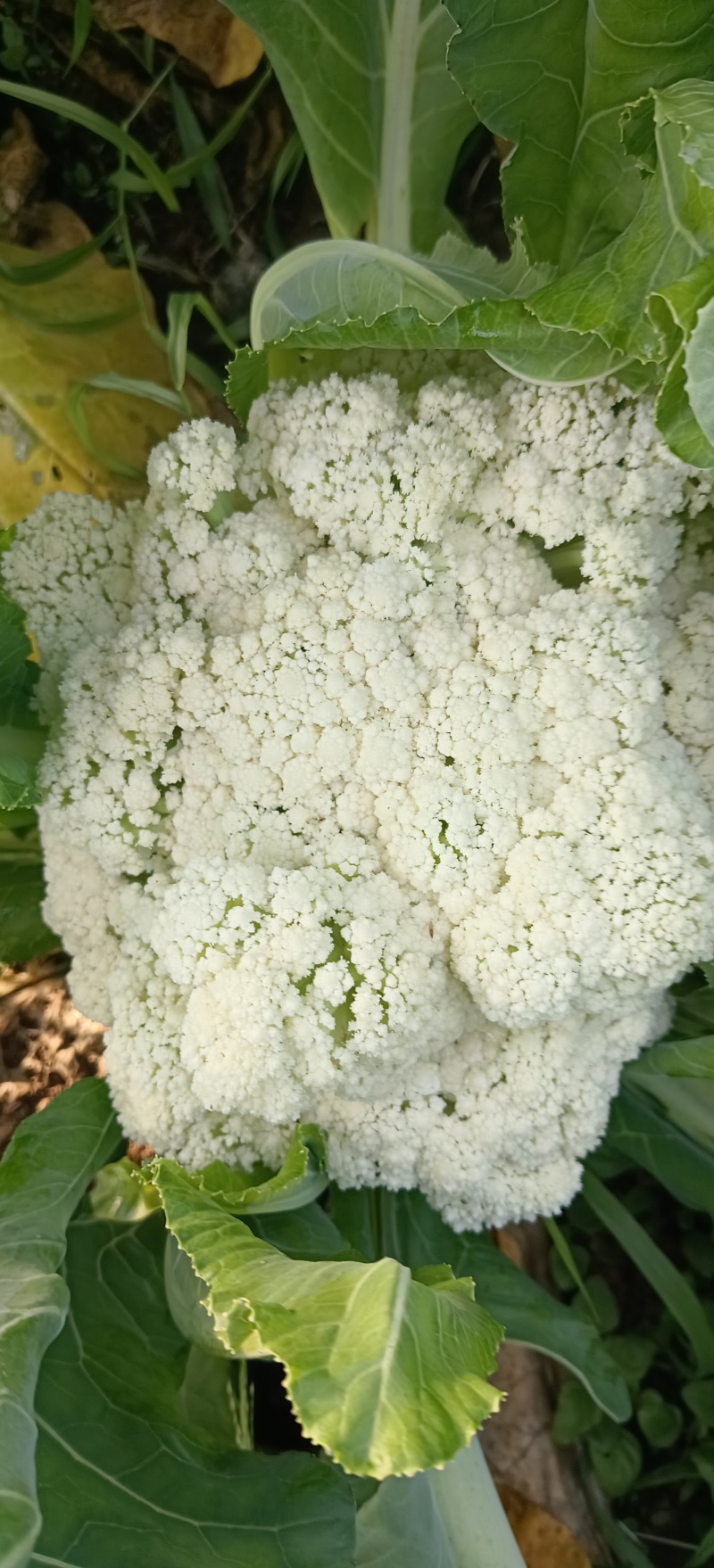 莱西有机菜花大量上市中