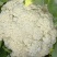 莱西有机菜花大量上市中
