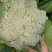莱西有机菜花大量上市中