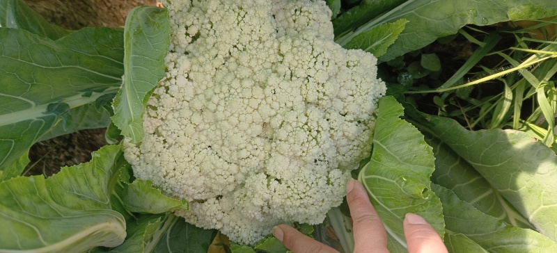 莱西有机菜花大量上市中